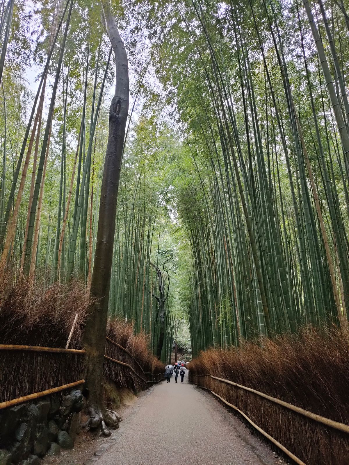 Kyoto Kerimcan Akduman