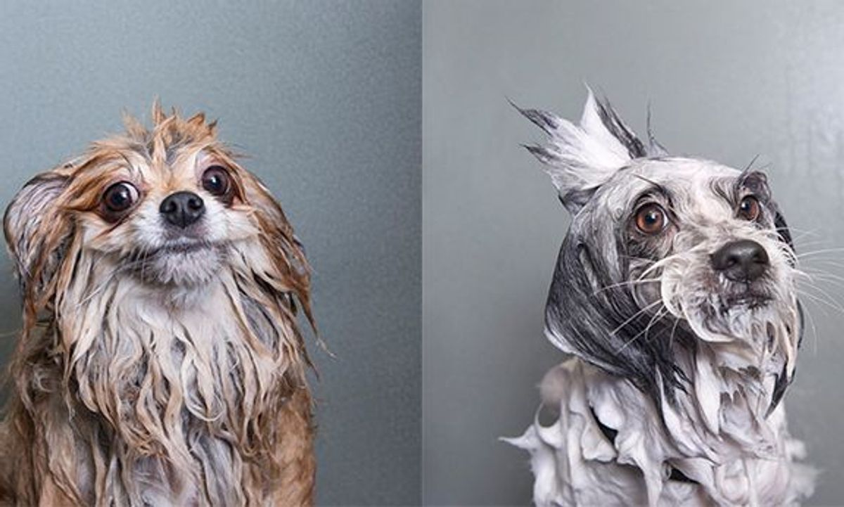 Sophie Gamand - Wet Dog