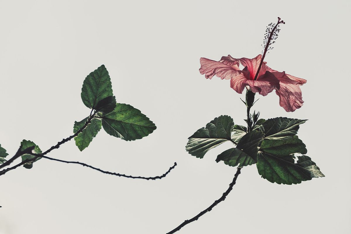 Davi Moreira - Unsplash