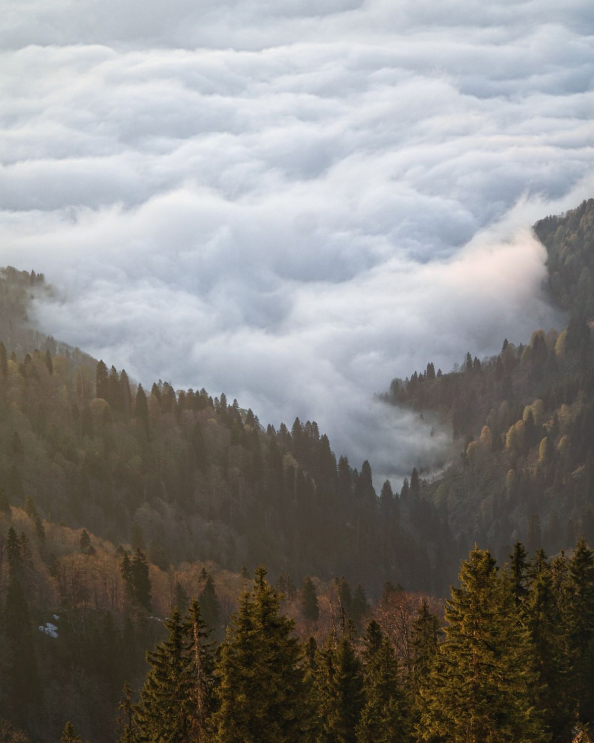Pokut