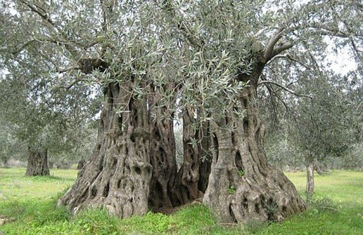 Zeytin ağacı görseli
