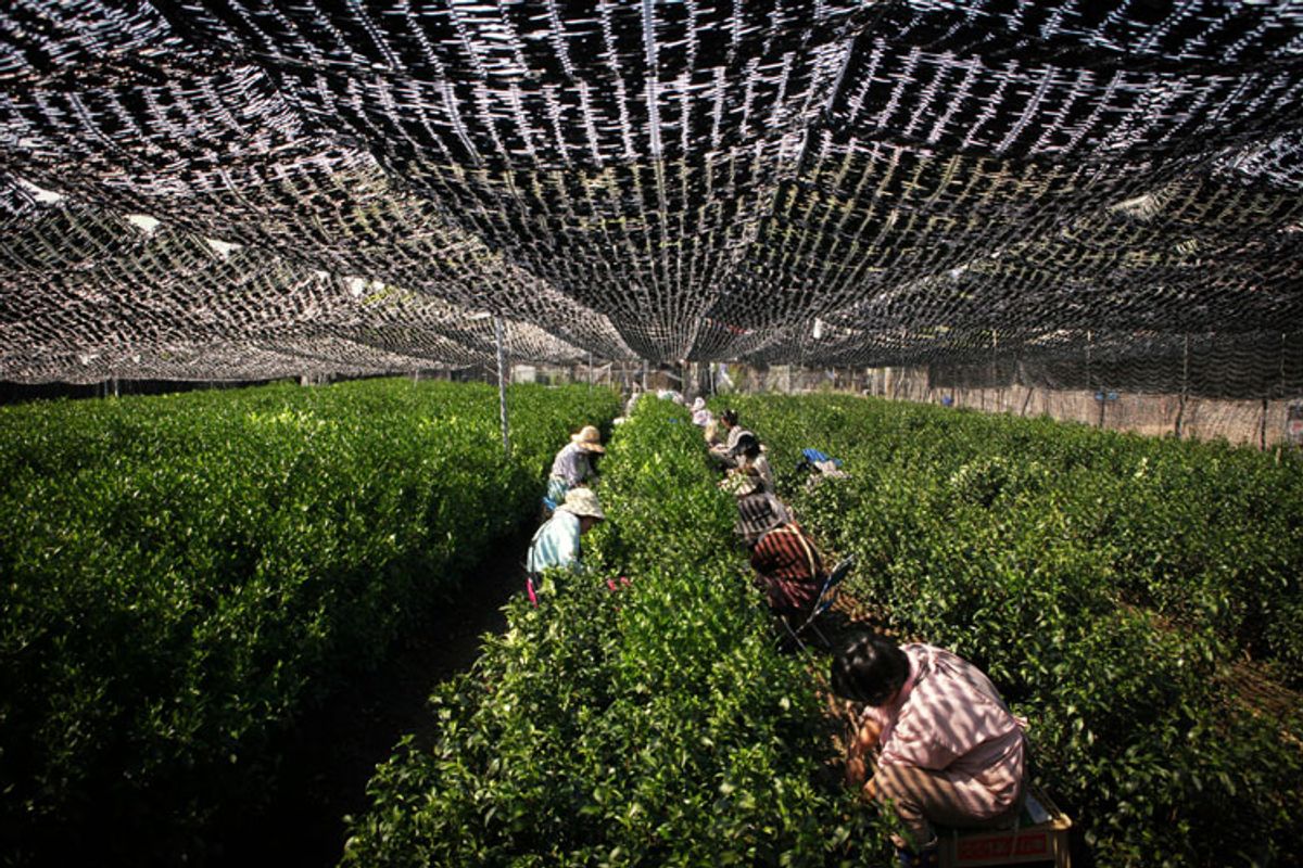 Gyokuro hasadı