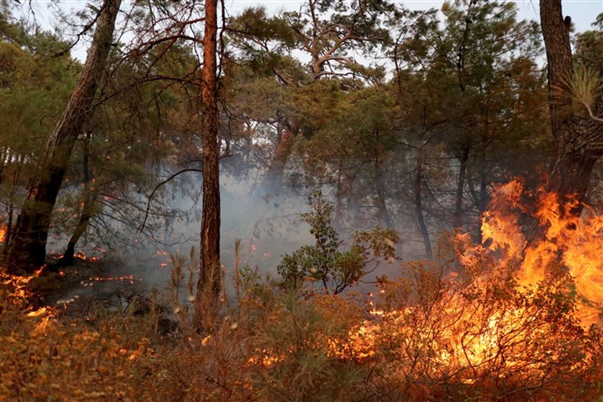 Datça'daki orman yangınında alevlerin sardığı bir ağaç 