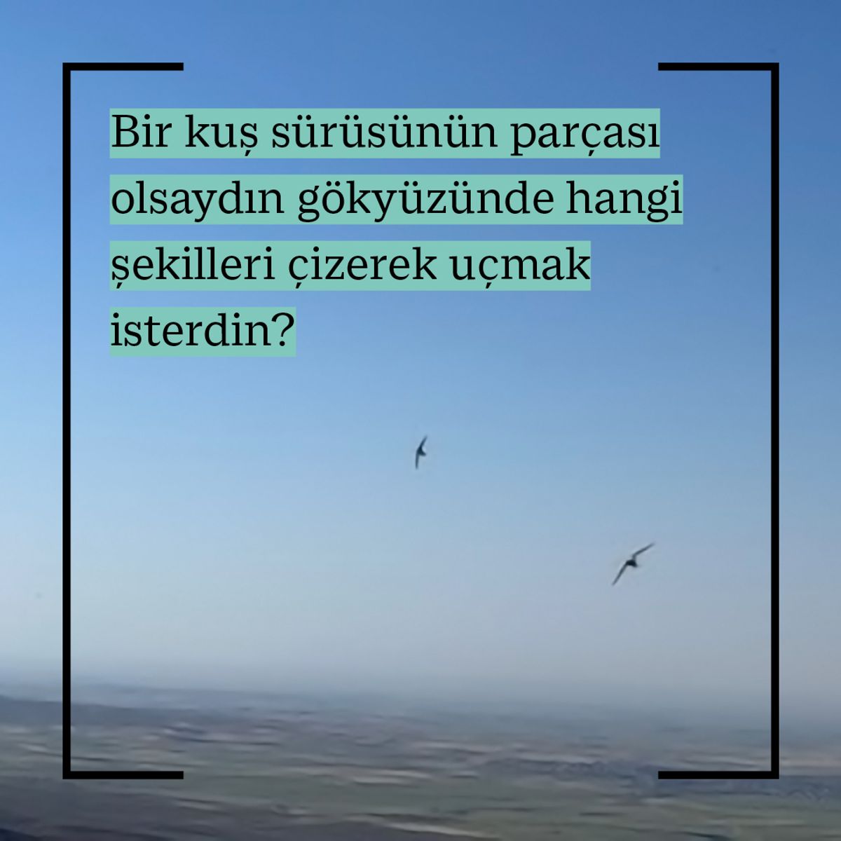 Kuşlar Ne Düşünüyor? | Kaynak: İKSV