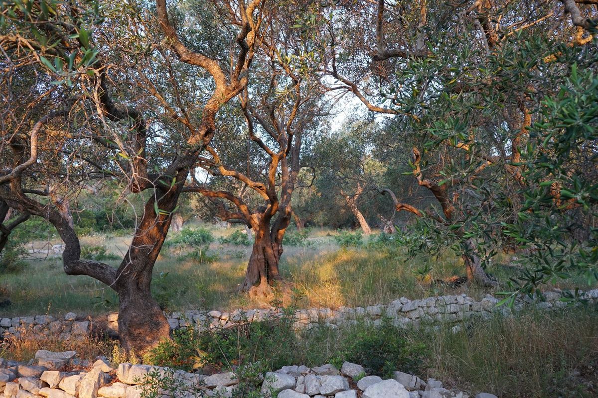 Zeytin ağaçları arasında gün doğumu