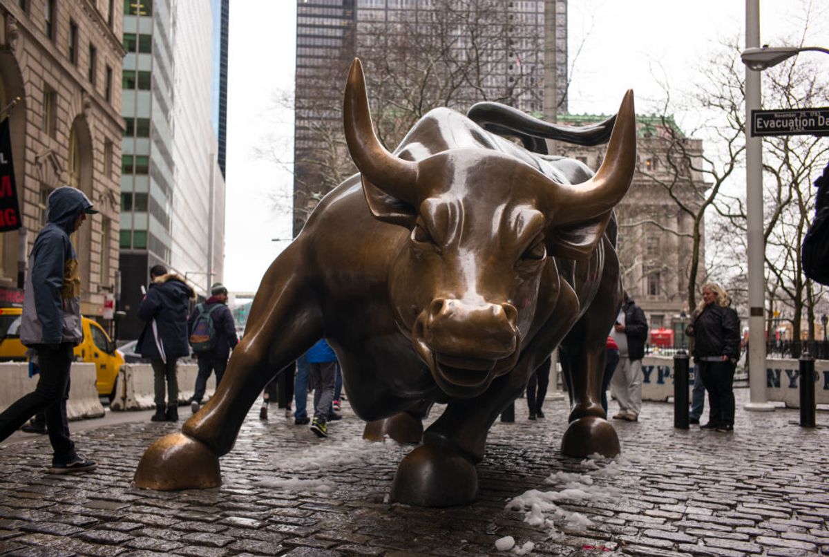 bull