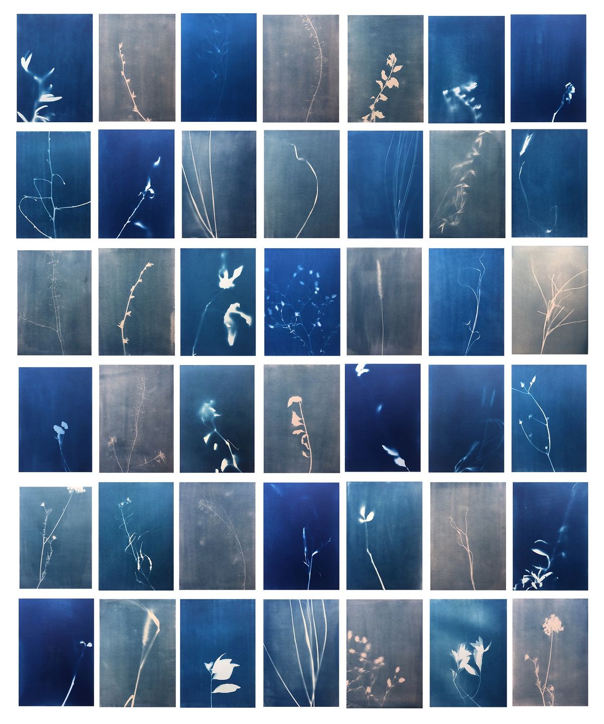 Büşra Öztürk, “Bağ”, 2019, cyanotype