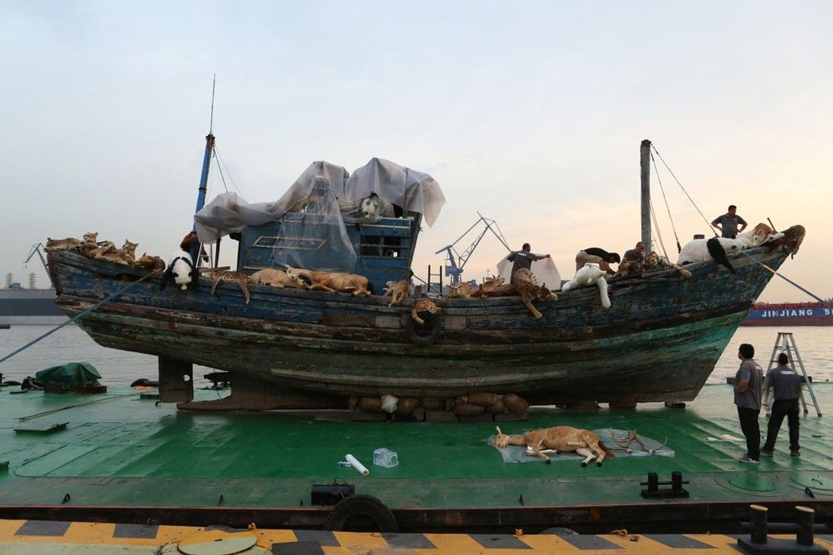 Cai Guo-Qiang, The Ninth Wave