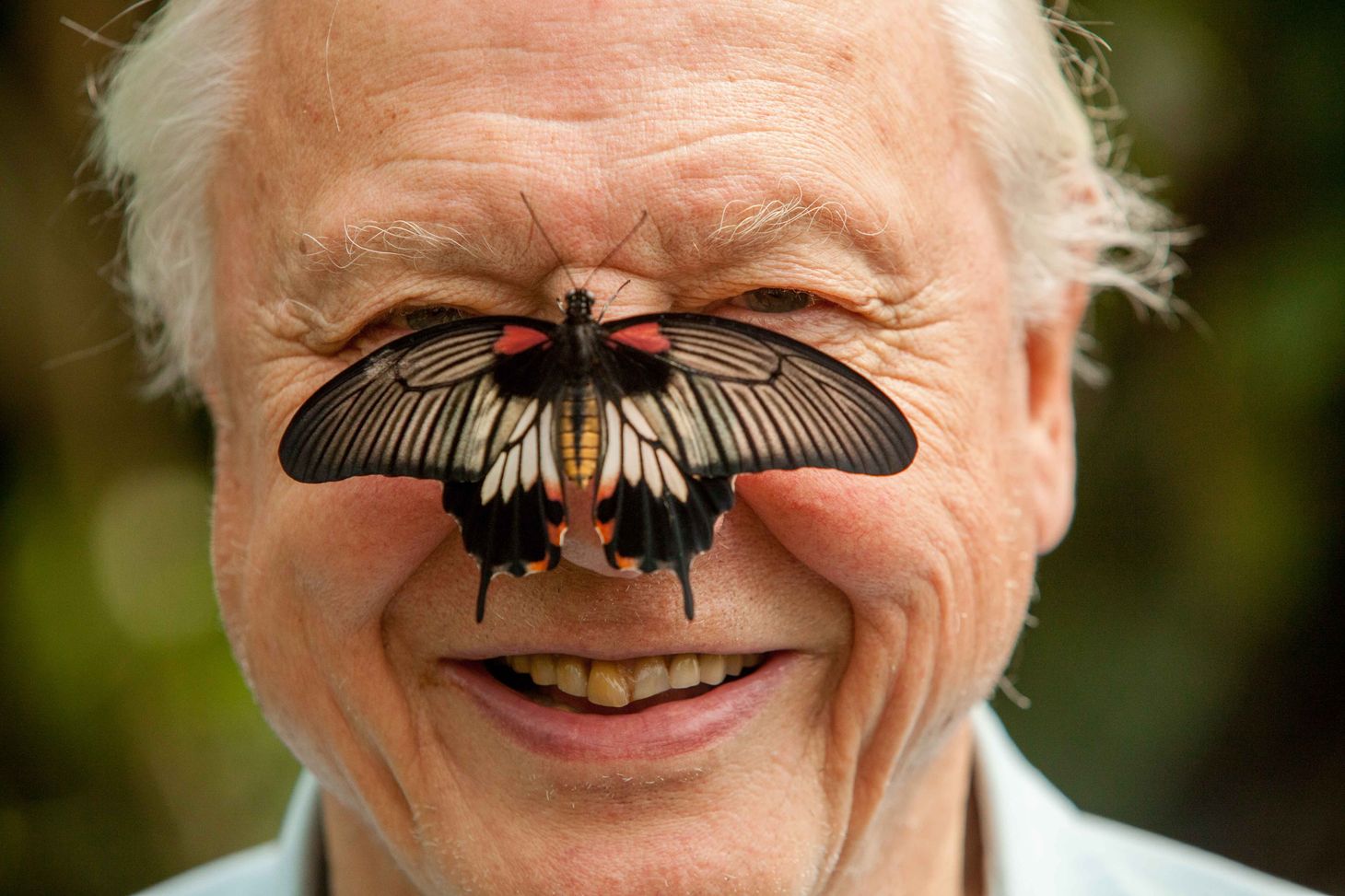 Doğadaki gözümüz 100 yaşında: Sayın Bay Attenborough dünyayı görme biçimimizi nasıl değiştirdi?