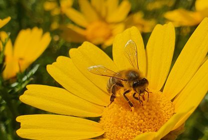 Biyoçeşitliliği döngüsel ekonomiyle korumak