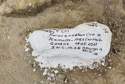 Çankırı'da dev gergedan fosiline ait kemikler bulundu