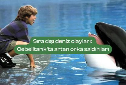 Sıradışı deniz olayları: Cebelitarık’ta artan orka saldırıları