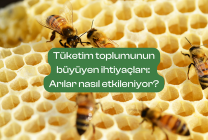 Tüketim toplumunun ihtiyaçları: Arılar nasıl etkileniyor?