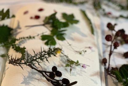 İçeceklerdeki dönüşüm spektrumu: Bilim ve botanik