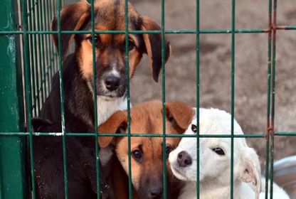 Rapor: Türkiye’de kaç sokak köpeği var?
