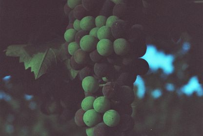 Bağda büyülü döneme veda: Véraison biterken… 