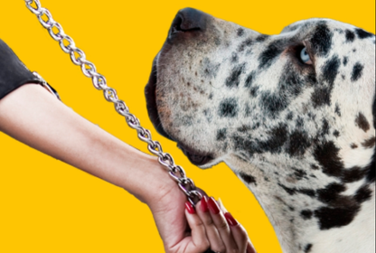 Bir köpeğe ölümü anlatmak: Sigrid Nunez’ın Dost'u