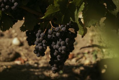 İki yaka arasında: Bordeaux güncesi