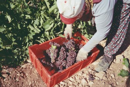 Sürdürülebilir, organik, biyodinamik: Çevre dostu şarap
