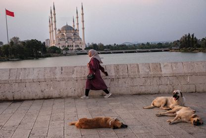Yüzdüğü için öldürülen Ares ve Türkiye'nin barınak gerçeği
