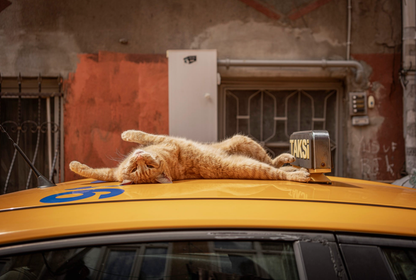 İstanbul'dan #Catstabul’a: Türkiye'nin kedilerinin ünü sınırları nasıl aştı?