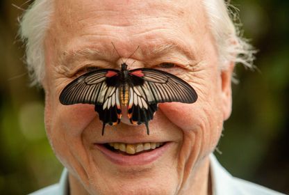 Doğadaki gözümüz 100 yaşında: Sayın Bay Attenborough dünyayı görme biçimimizi nasıl değiştirdi?