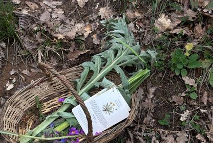 Doğaya dönüşün ilk dalgası: Foraging'in yeniden keşfi