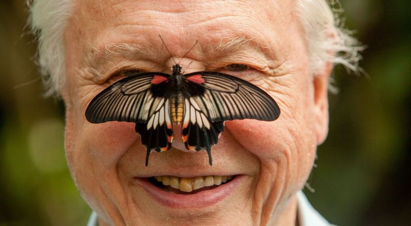 Doğadaki gözümüz 100 yaşında: Sayın Bay Attenborough dünyayı görme biçimimizi nasıl değiştirdi?
