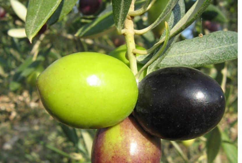 Zeytin gen kaynaklarının ekonomiye kazandırılmasının ülkemiz için önemi nedir?